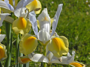 Iridaceae_-_Iris_x_hollandica