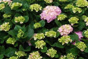 800px-Hydrangea_May_2012-1