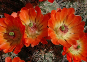 cactus-flower-04-lg