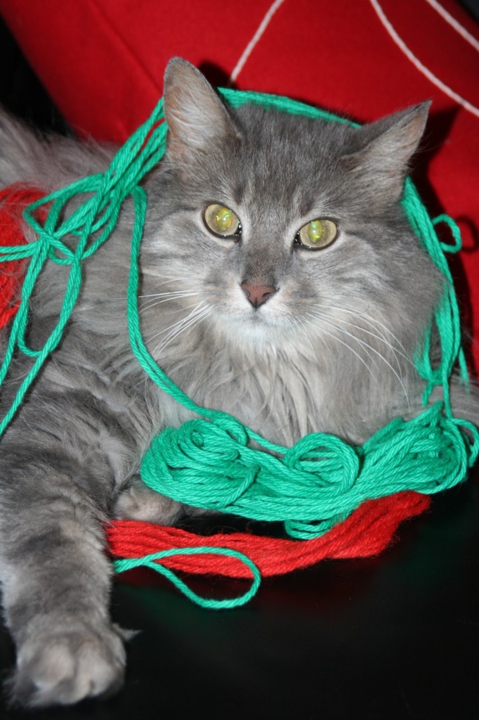 yarn kitty