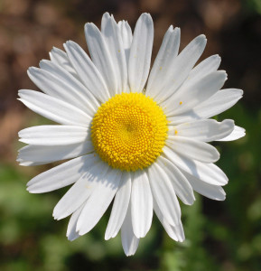Unidentified_White_Daisy_Top_View_1849px