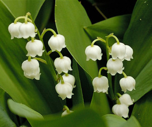 lily-of-the-valley1