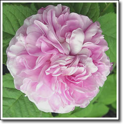 centifolia-cabbage-rose