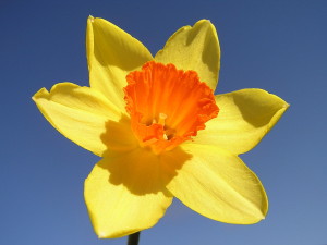 1280px-Narcissus-closeup