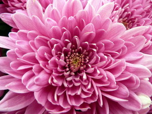 800px-Pink_Chrysanthemum_(5946972895)