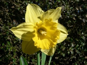 yellow-daffodil-flower-close-up_w725_h544
